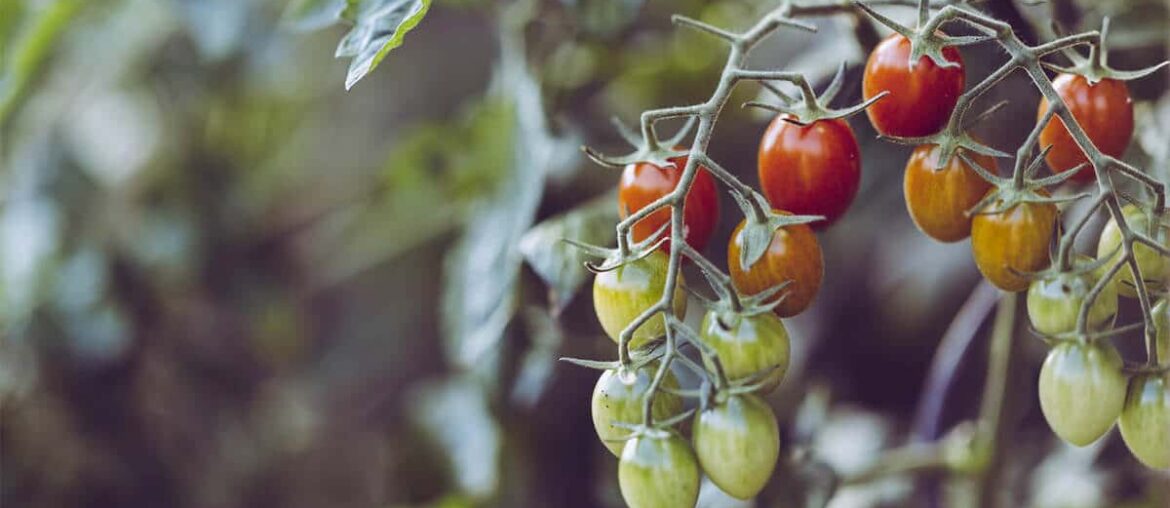 Pomidorki koktajlowe