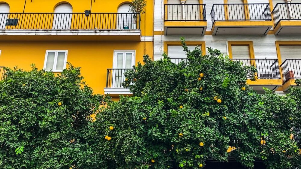 Hiszpania: W mieście pomarańczy – Sewilli – będą produkować prąd. Naturalnie z pomarańczy